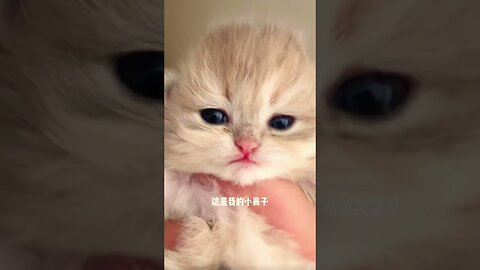 This Beautiful Cute Cat is heart broken | Sad Cats Funny Videos