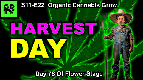 S11-E23 - Day 78 of Flower: How To Harvest, Hang, & Dry Cannabis (How WE Do It, Anyway!)