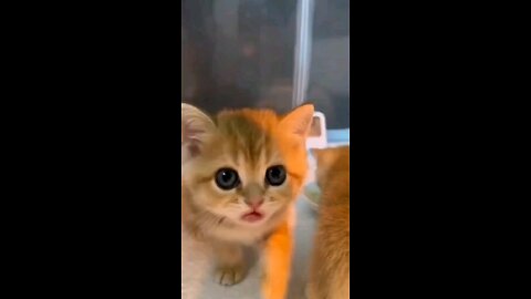 Cute animal kitten💕🐱 #cat #cute #kitten #pet #meow #catvideo #video #shorts