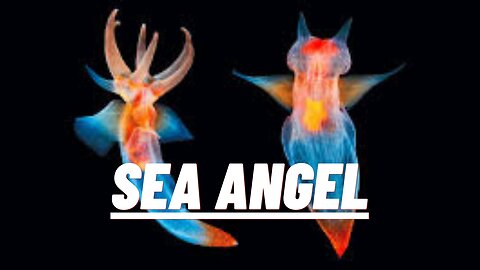 Sea Angel_ Discover the Most Beautiful Creatures Under the Sea