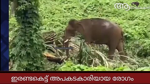 കാട്ടാനയ്ക്കും ഇരണ്ടകെട്ട്, ഗണപതിയുടെ ജീവിതത്തിൽ വില്ലനായി ഇരണ്ടകെട്ട് _ Ezhattumugham ganapathy