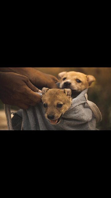 Defending puppies is okay but not preborn children?