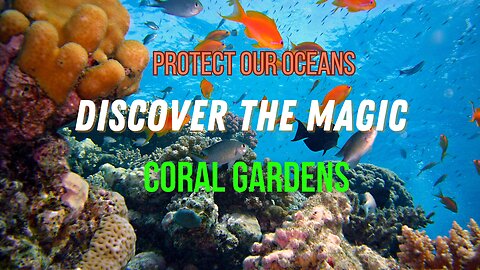 Discover the Magic of Coral Gardens