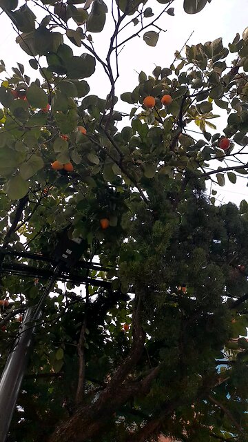 20251030. God created everything.