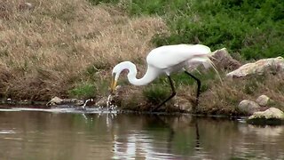 Great White Egret Catching and Eating Fish