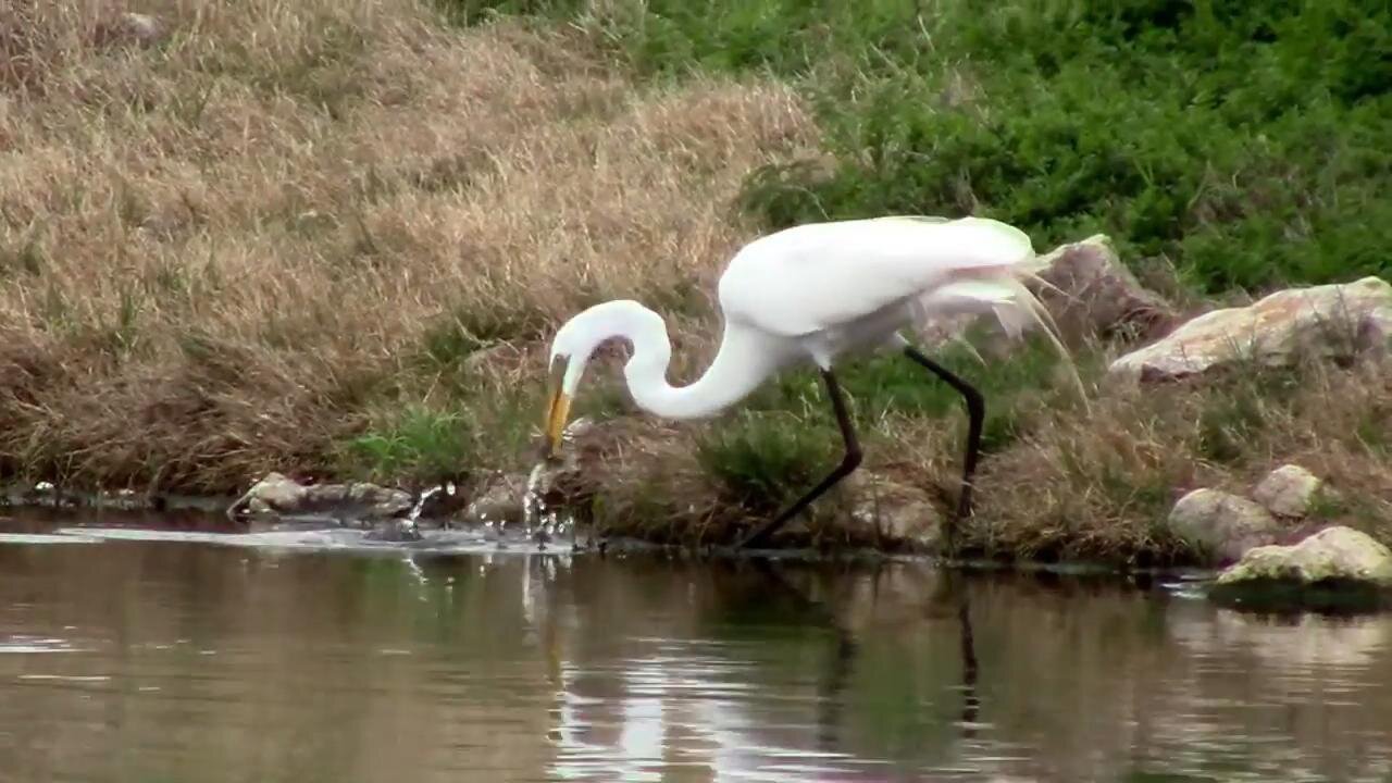 Great White Egret Catching and Eating Fish