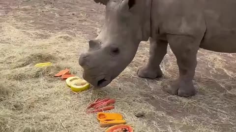 Feeding Two Giant Rhinos All Kinds of Foods😳