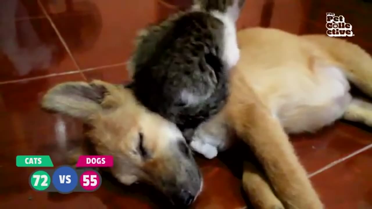 Funny videos