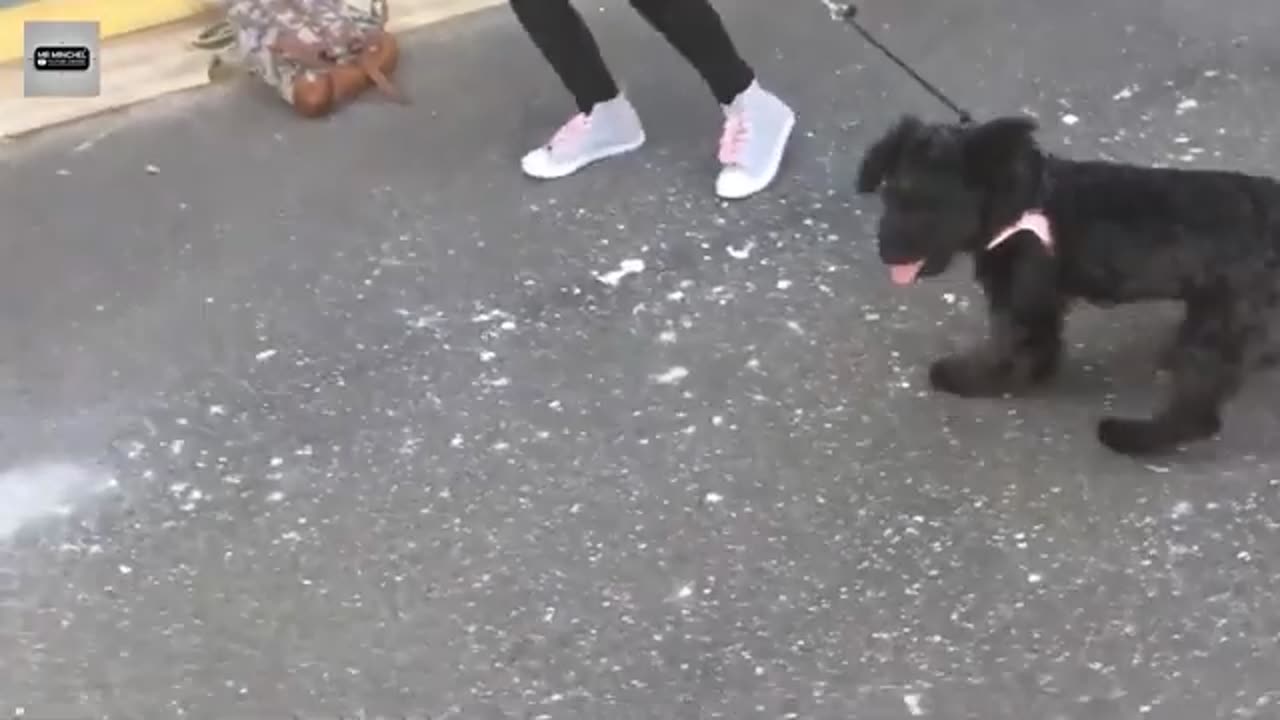 Funny Cute Dog & Cat - Try Not To Laugh...
