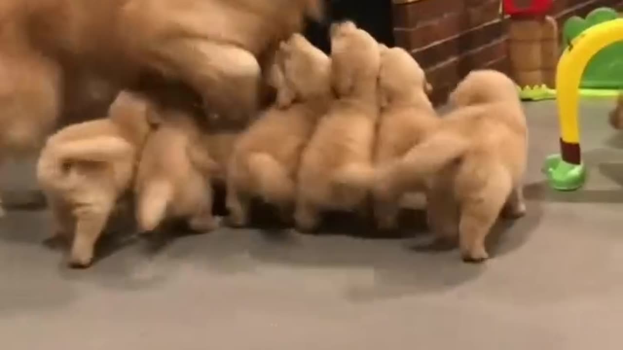 Labrador Mom & Puppies