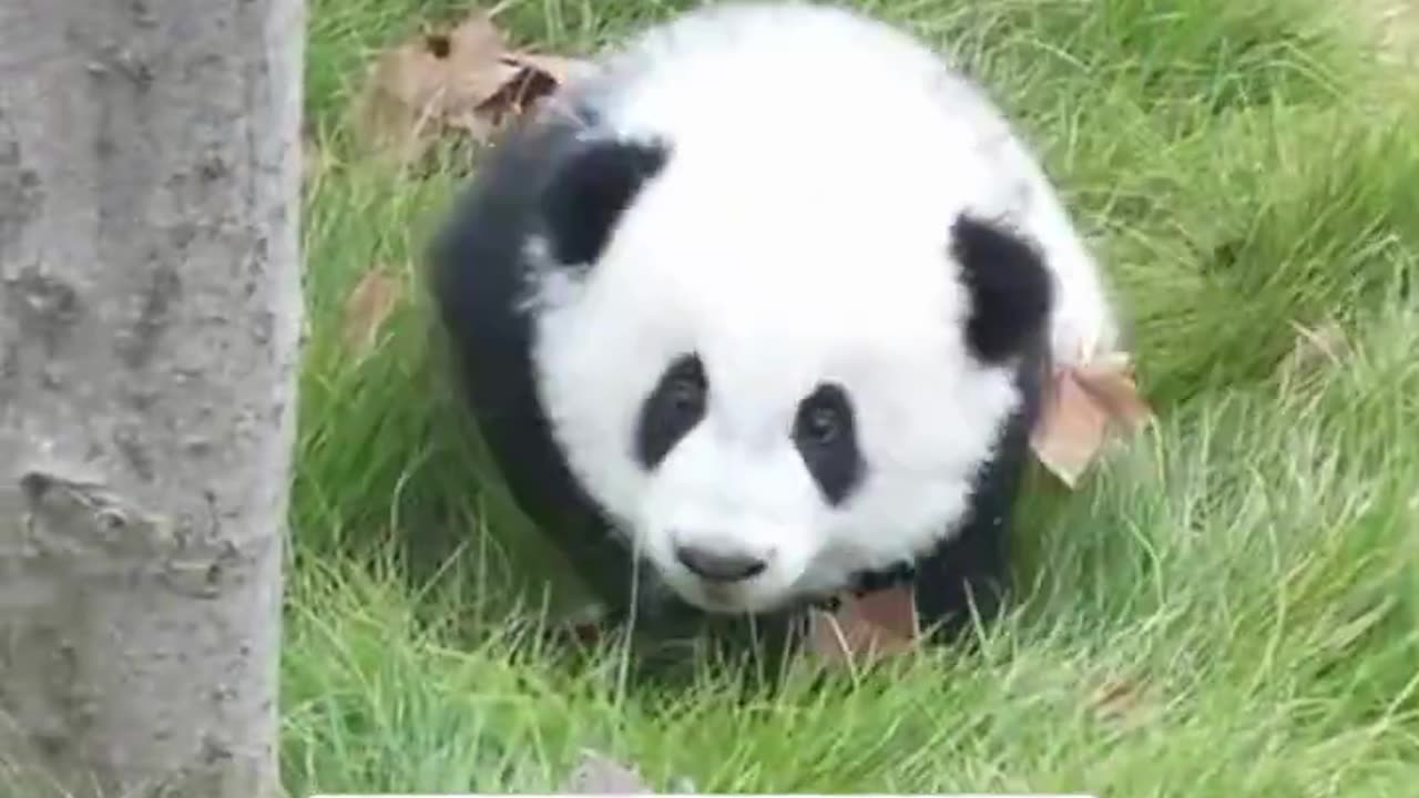 Ever seen a baby panda run before? 🥺😍