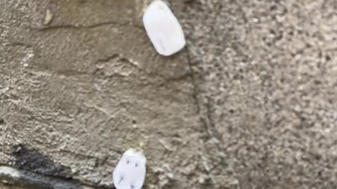 Tiny Mouse House in Madrid Decorated for Christmas