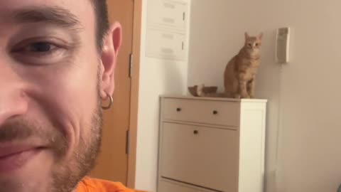 Cat Calmly Knocks Down Phone