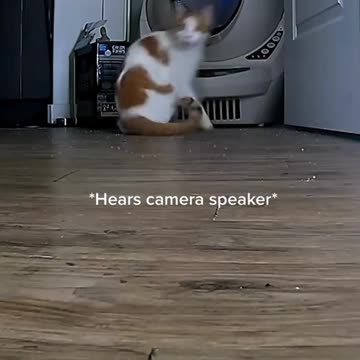 A security camera with a speaker went viral ,cats’ reactions to hearing their owners