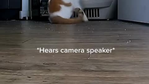 A security camera with a speaker went viral ,cats’ reactions to hearing their owners