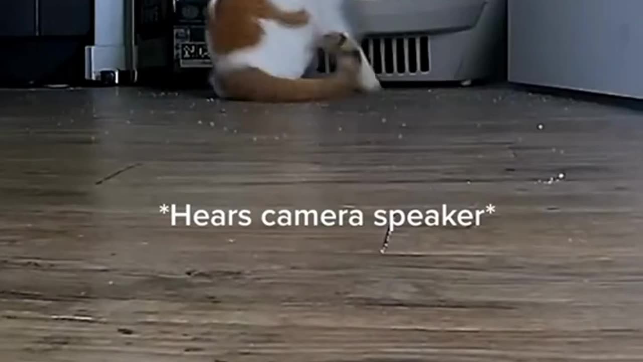 A security camera with a speaker went viral ,cats’ reactions to hearing their owners
