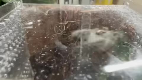 Before and after animals growing up