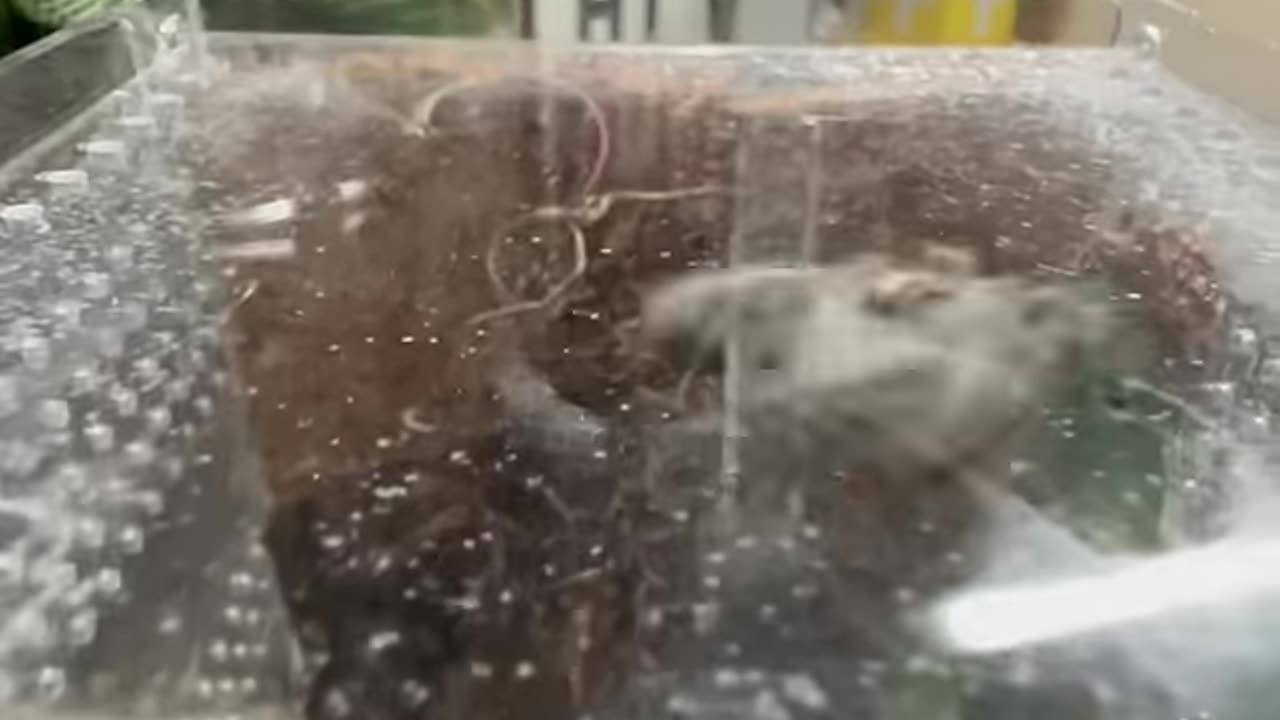 Before and after animals growing up