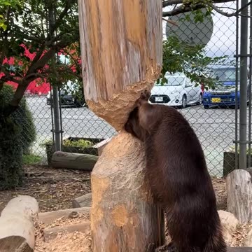 Organic and pollution free tree removal services