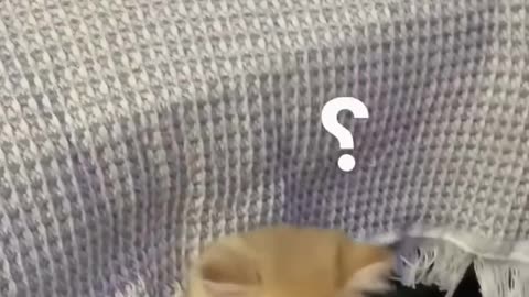 😴🐱