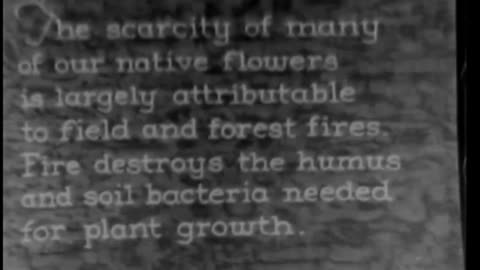 WILD FLOWERS - WILD FLOWERS - 33-337-r2