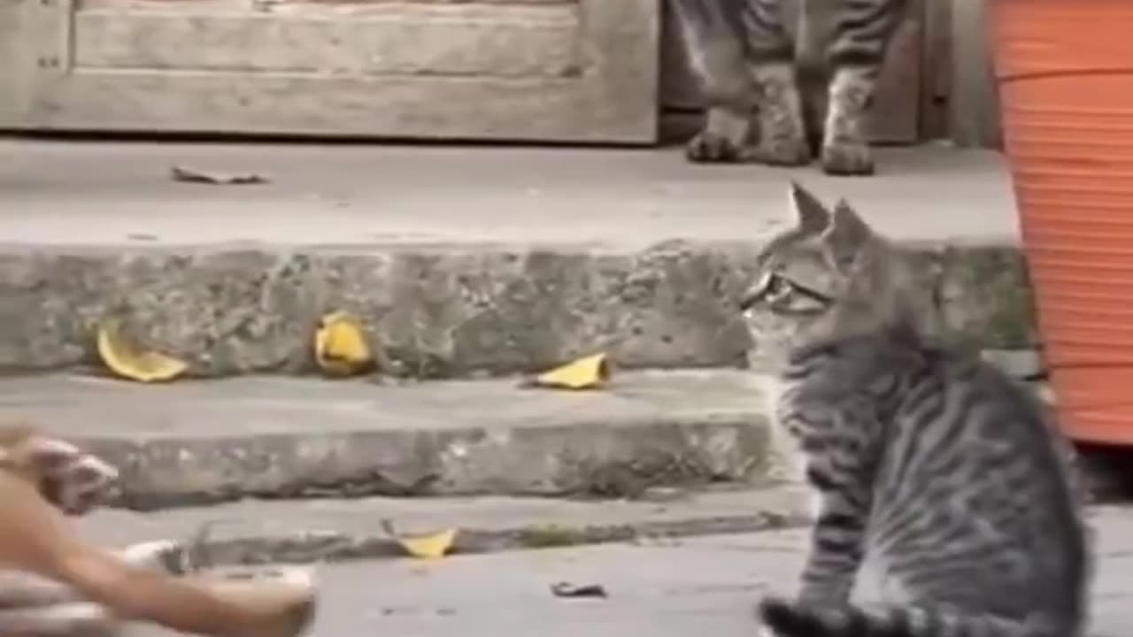 When the dog is there, all bravely barking at the puppy... 🐶🤣