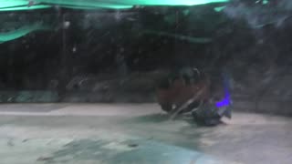 Robo Riots Dublin 2025: The Hungry Boar Vs Immersion