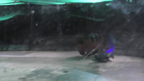 Robo Riots Dublin 2025: The Hungry Boar Vs Immersion