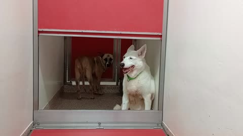 Bear-white shepherd on right 9y A551515 Karma-tan 3y A880255 kennel 134 PACC shelter love_2025926749