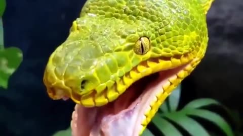 Snake Yawn