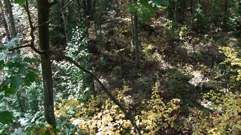 Whitetail Deer Hunting Videos - Public Land NY
