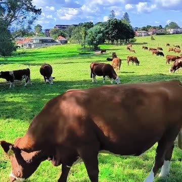 Loneliest country in the world 🙀🥹✨