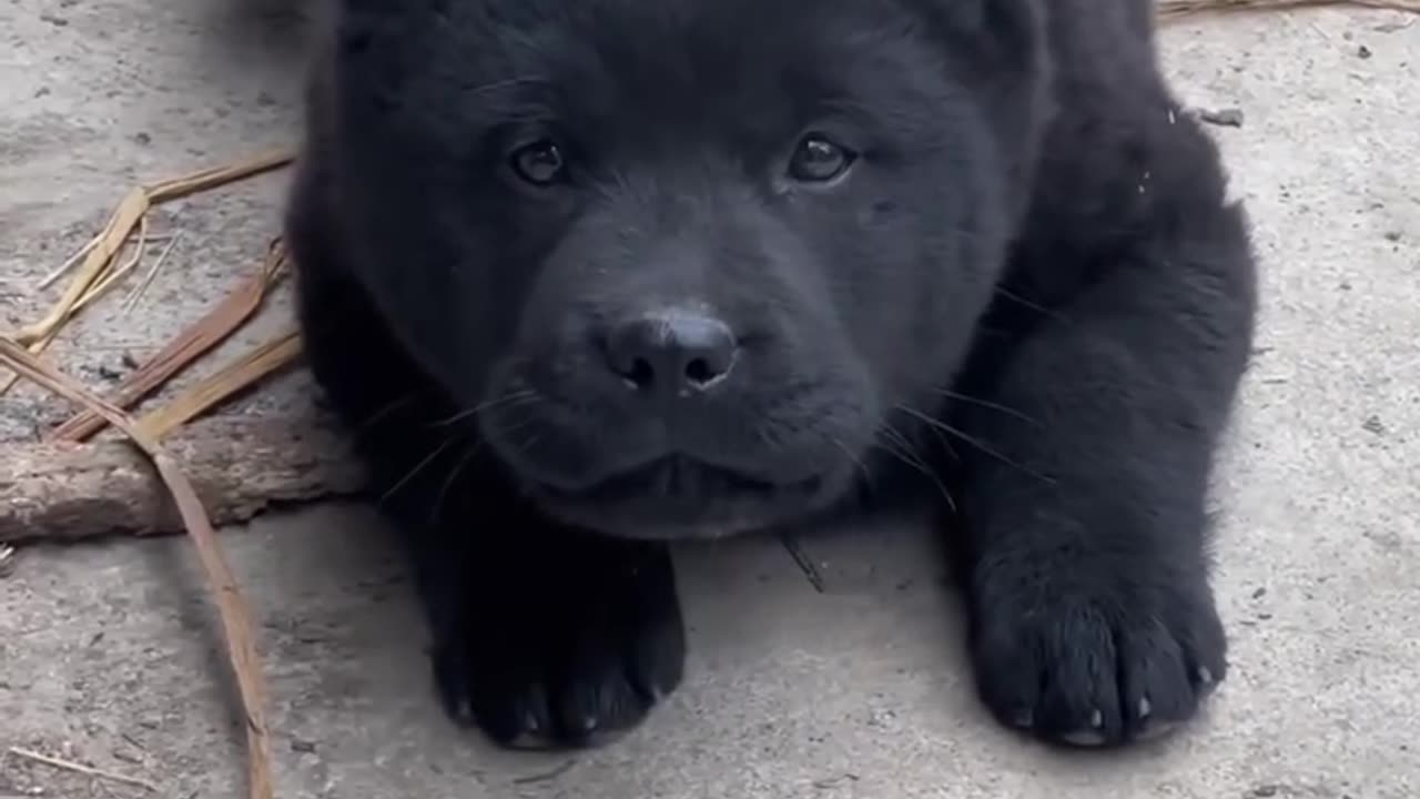 Black salt in Puppies Comedy Video's with live comedy scenes 🤣🤣🤣🤣