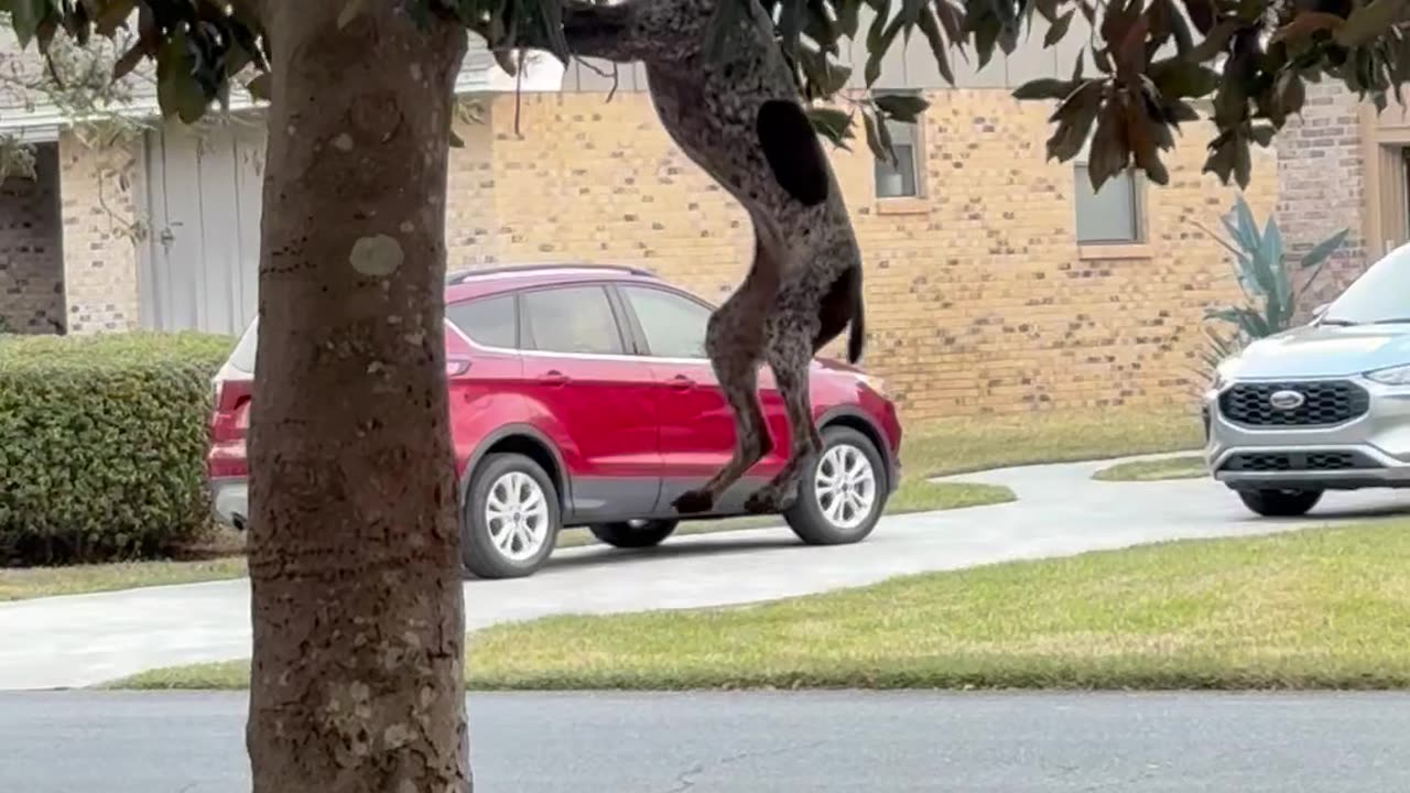 Determined Dog Goes For Fresh Stick