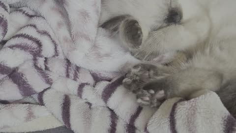 Catlover