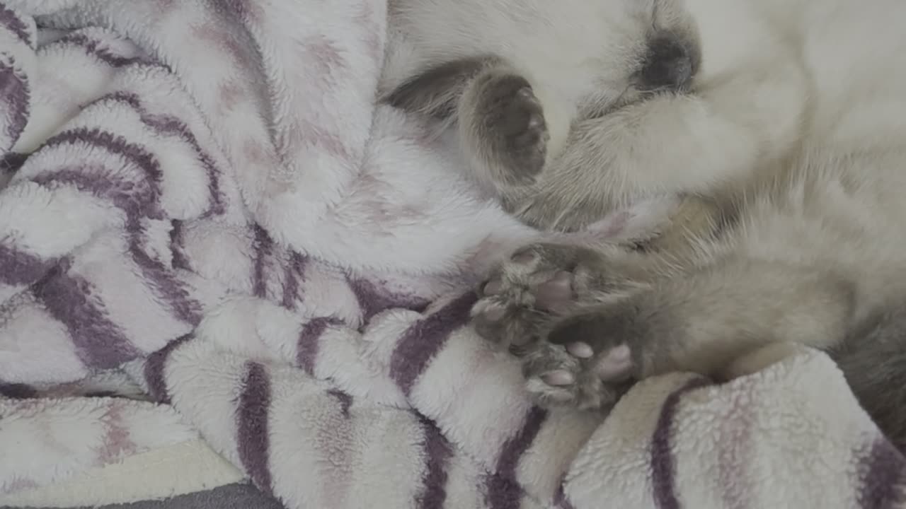 Catlover