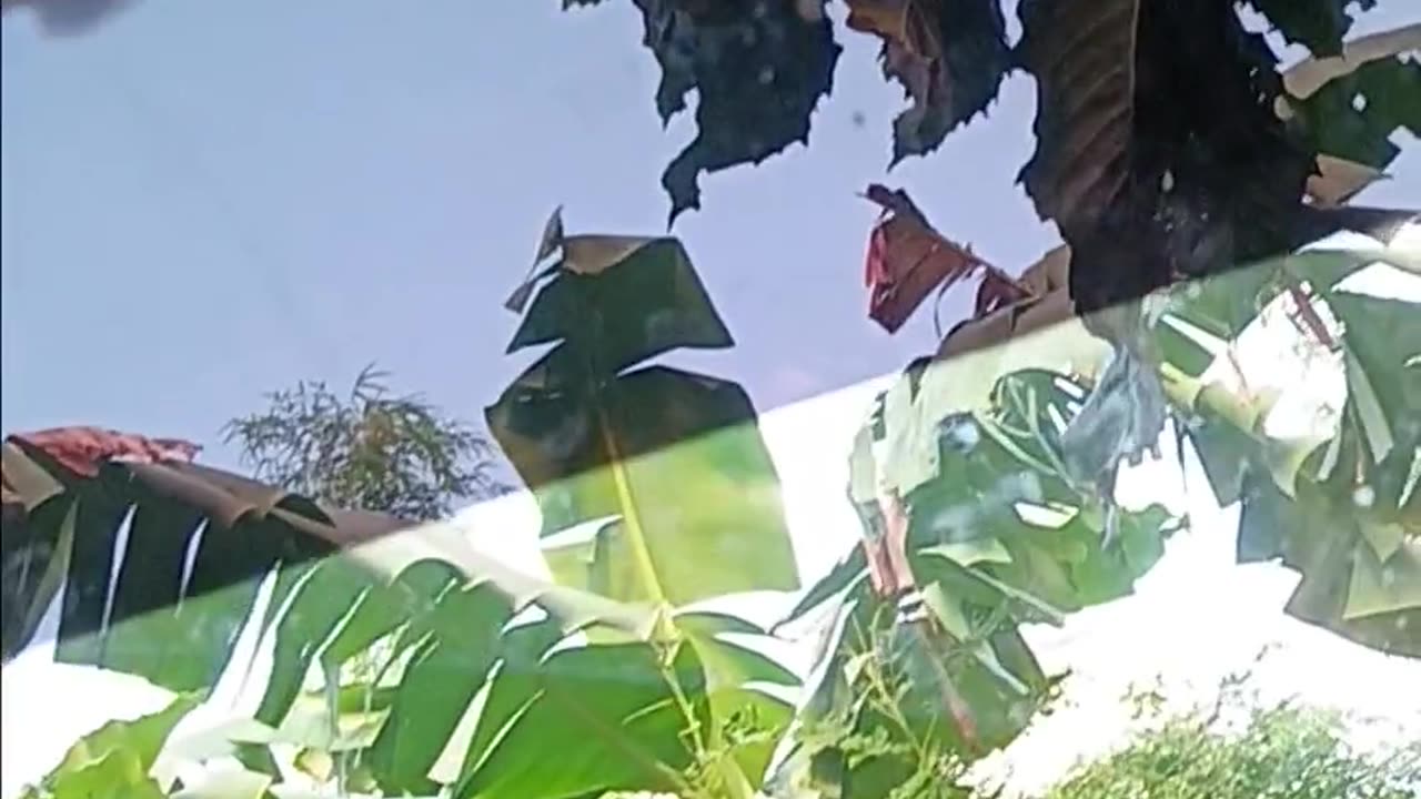 🐦😱 Bird's 2-Minute Rampage Against My Car! | FunFM