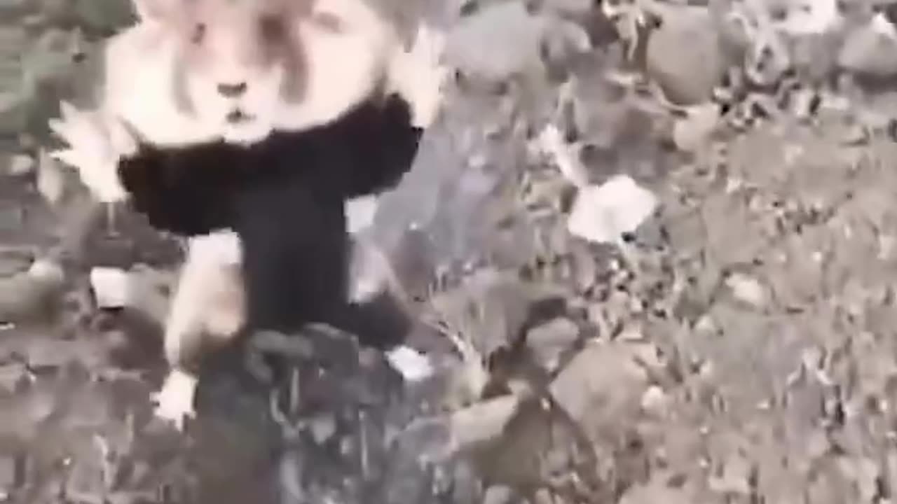 Kung Fu Hamster