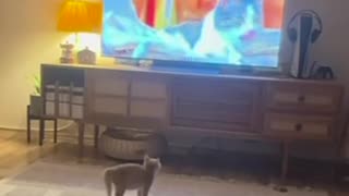 Gatito abandonado debe aprender a limpiarse con un curso en línea