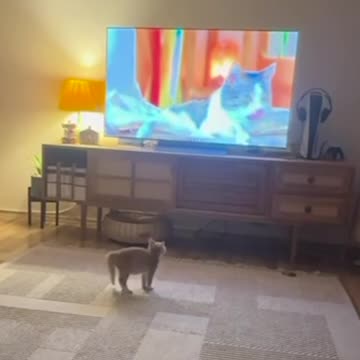 Gatito abandonado debe aprender a limpiarse con un curso en línea