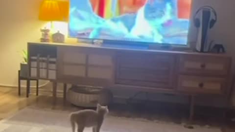 Gatito abandonado debe aprender a limpiarse con un curso en línea