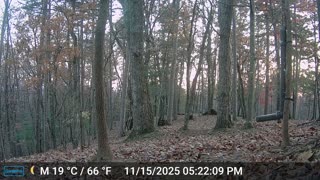 The Woods – 11/16/2025