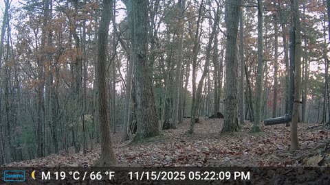 The Woods – 11/16/2025