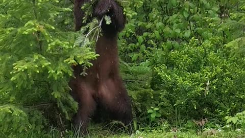 Black Bear Scratches Itch With Tree