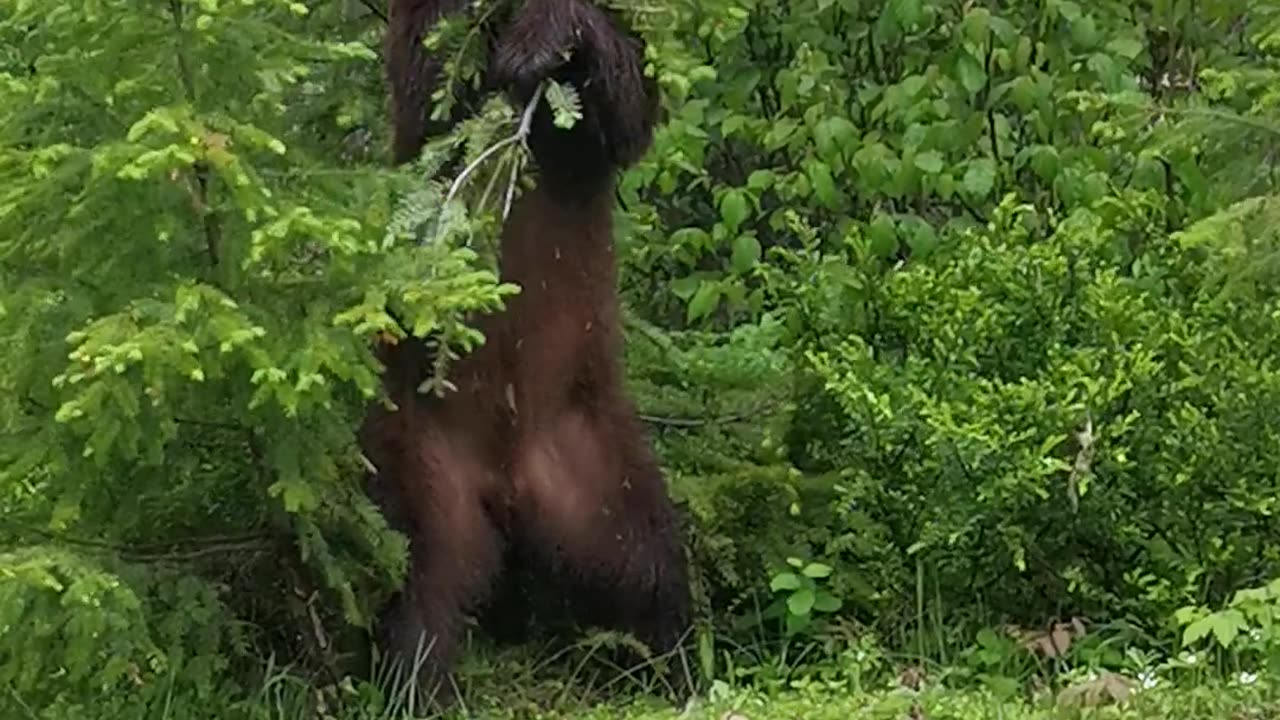 Black Bear Scratches Itch With Tree