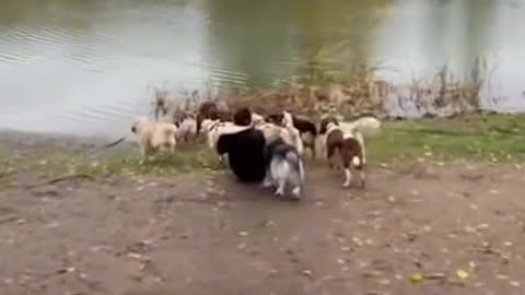 "The dogs decided to show who's in charge! 🐾"