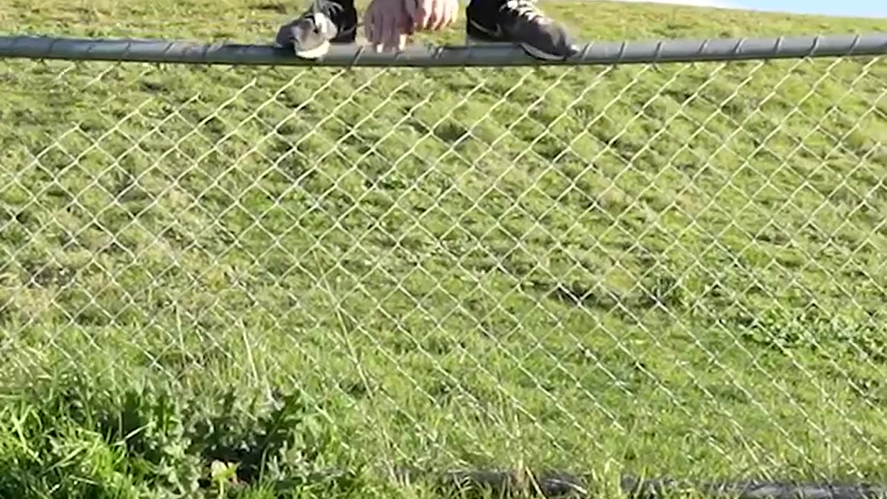 How Animals Get Over a Fence (With Emojis)