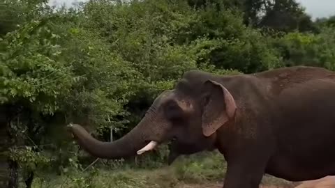 Wild life in sri lanka