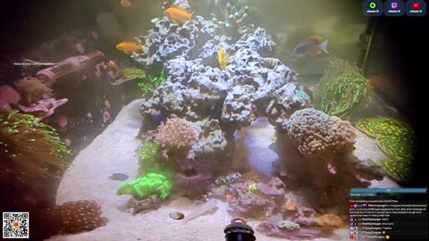 24/7 Real Live Reef Stream