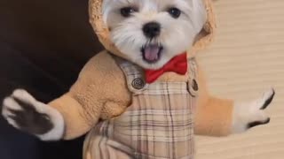 ​"This Dancing Puppy in a Teddy Outfit Will Melt Your Heart! 🧸💃"